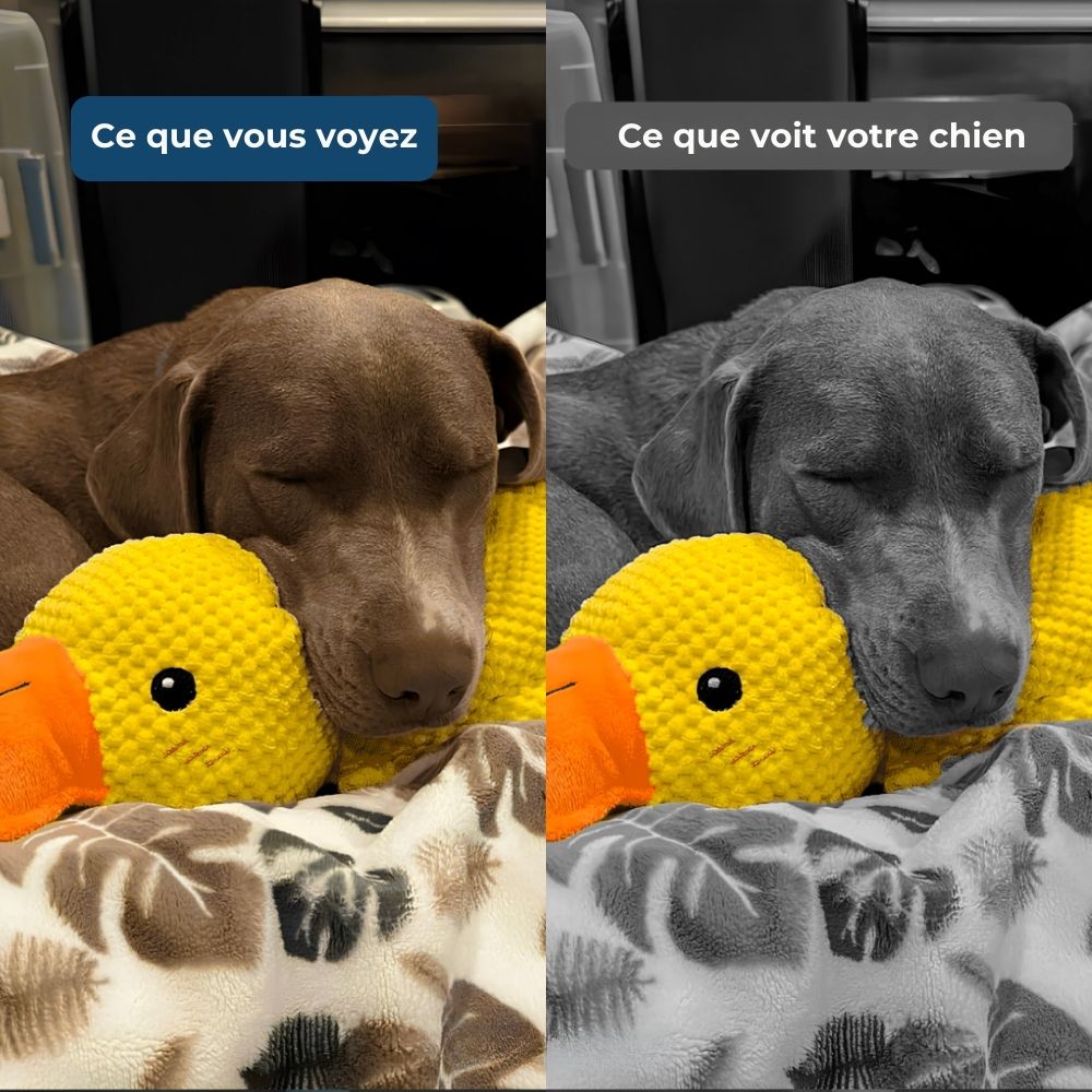 Calming Duck - Le Canard Anti-Stress