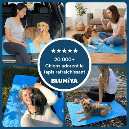 Tapis Fraîcheur pour Chien – Offrez à votre compagnon un été au frais