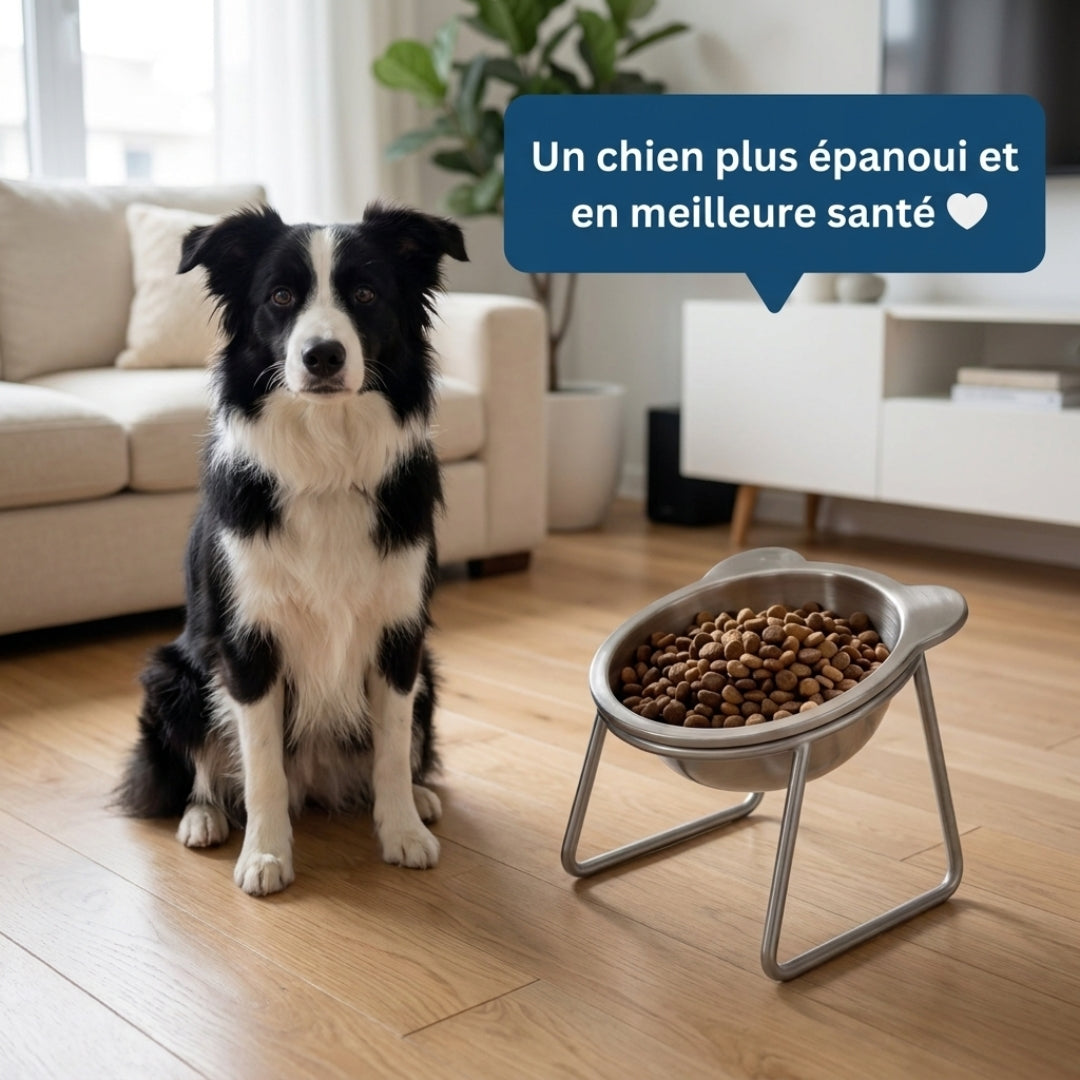Gamelle ZenLift – Des repas plus confortables pour votre compagnon