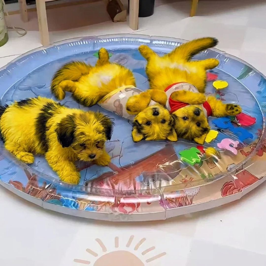Tapis Aquafraîcheur pour Chats et chien – Offrez fraîcheur et jeu à votre félin