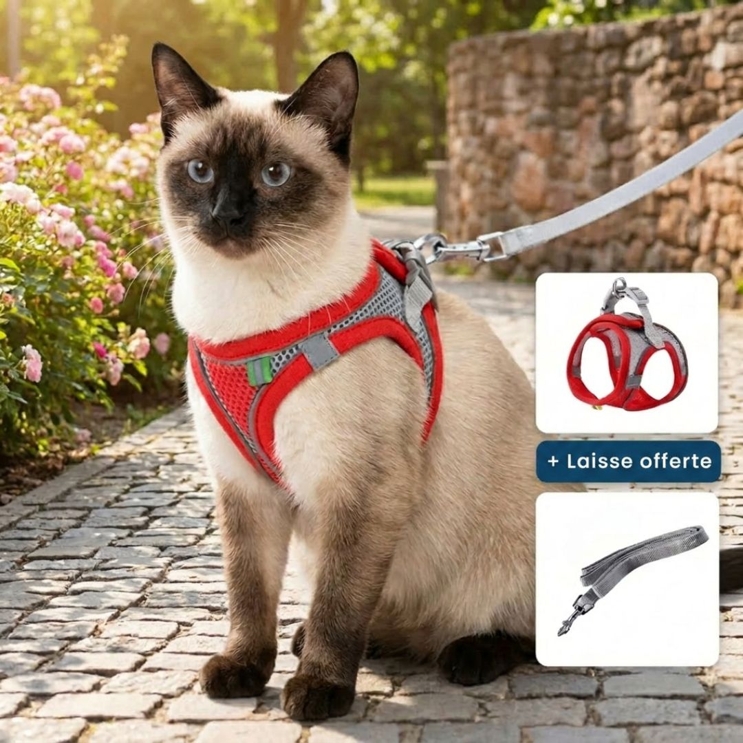 Confort et Sécurité : Harnais Anti-Fuite pour Chat avec Laisse Offerte