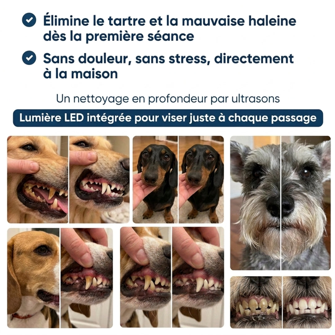 Nettoyeur Dentaire Ultrasonique pour chien – Une bouche plus saine