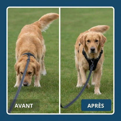 Harnais Anti-Traction – Promenez votre chien en toute sérénité