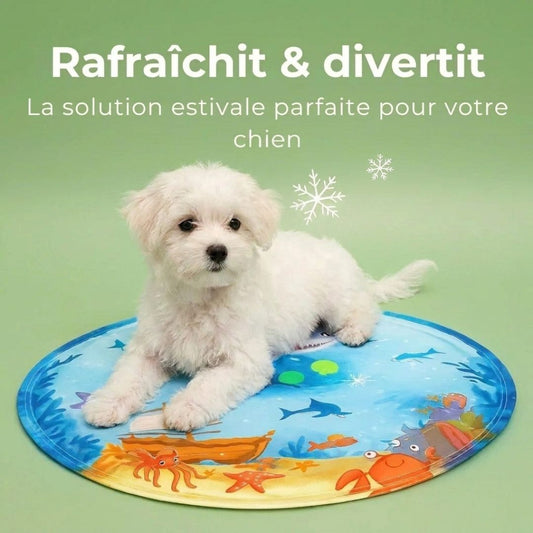 Tapis Aquafraîcheur – Offrez fraîcheur et jeu à votre félin