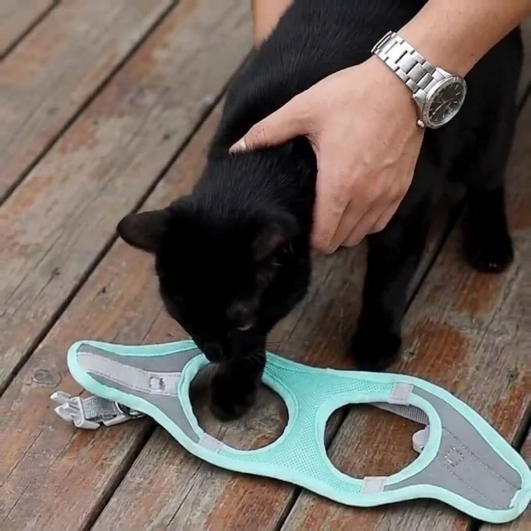 Confort et Sécurité : Harnais Anti-Fuite pour Chat avec Laisse Offerte