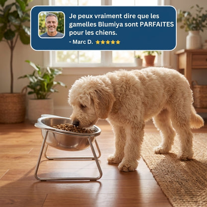 Gamelle ZenLift – Des repas plus confortables pour votre compagnon