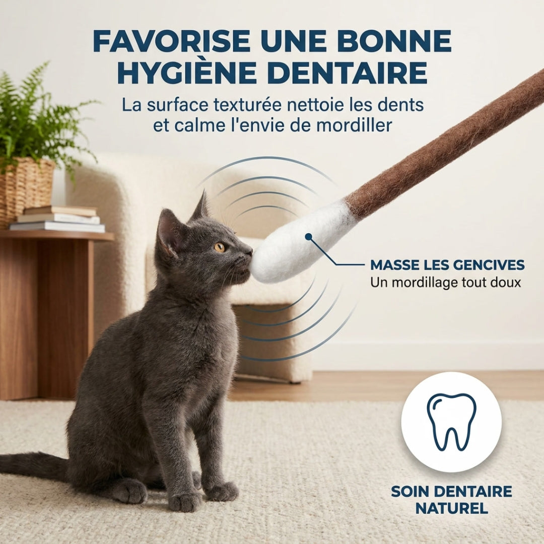 Lot de 6 Jouets Dentaires pour Chat – Divertissement & Bien-être au quotidien