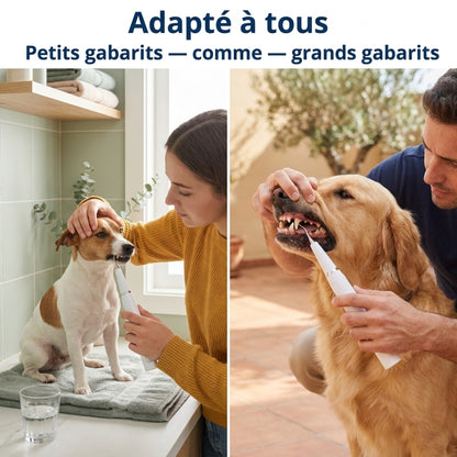 Nettoyeur Dentaire Ultrasonique pour chien – Une bouche plus saine