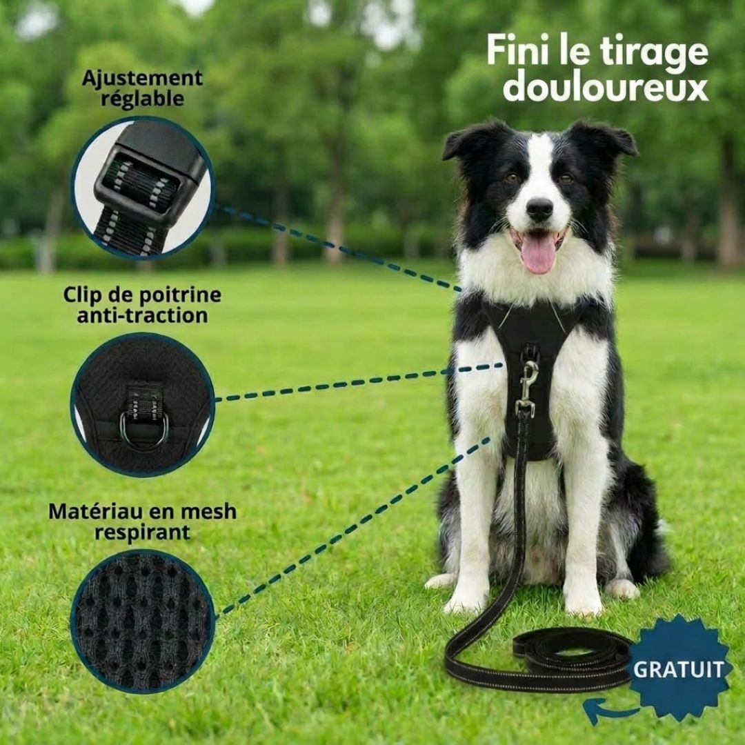 Harnais Anti-Traction – Promenez votre chien en toute sérénité