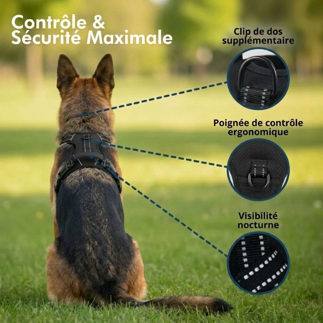 Harnais Anti-Traction – Promenez votre chien en toute sérénité