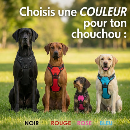 Harnais Anti-Traction – Promenez votre chien en toute sérénité