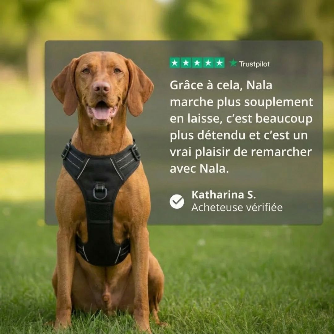 Harnais Anti-Traction – Promenez votre chien en toute sérénité