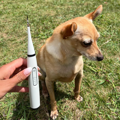 Kit Dentex – Offrez à votre chien un sourire éclatant, facilement !