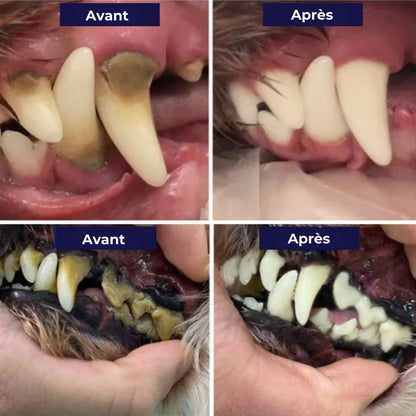 Kit Dentex – Offrez à votre chien un sourire éclatant, facilement !