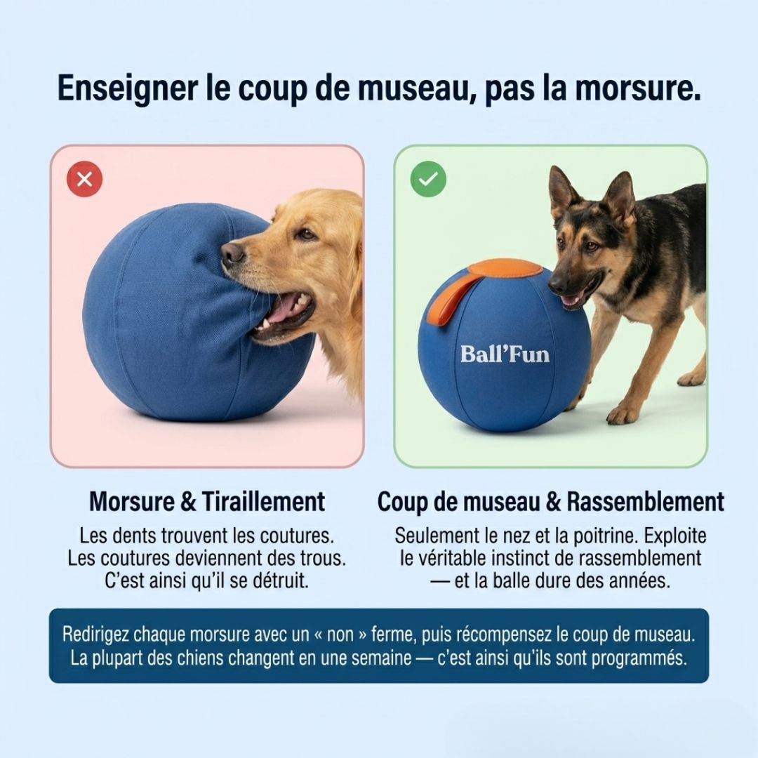 Ball'Fun – Amusement et exercice pour chiens heureux