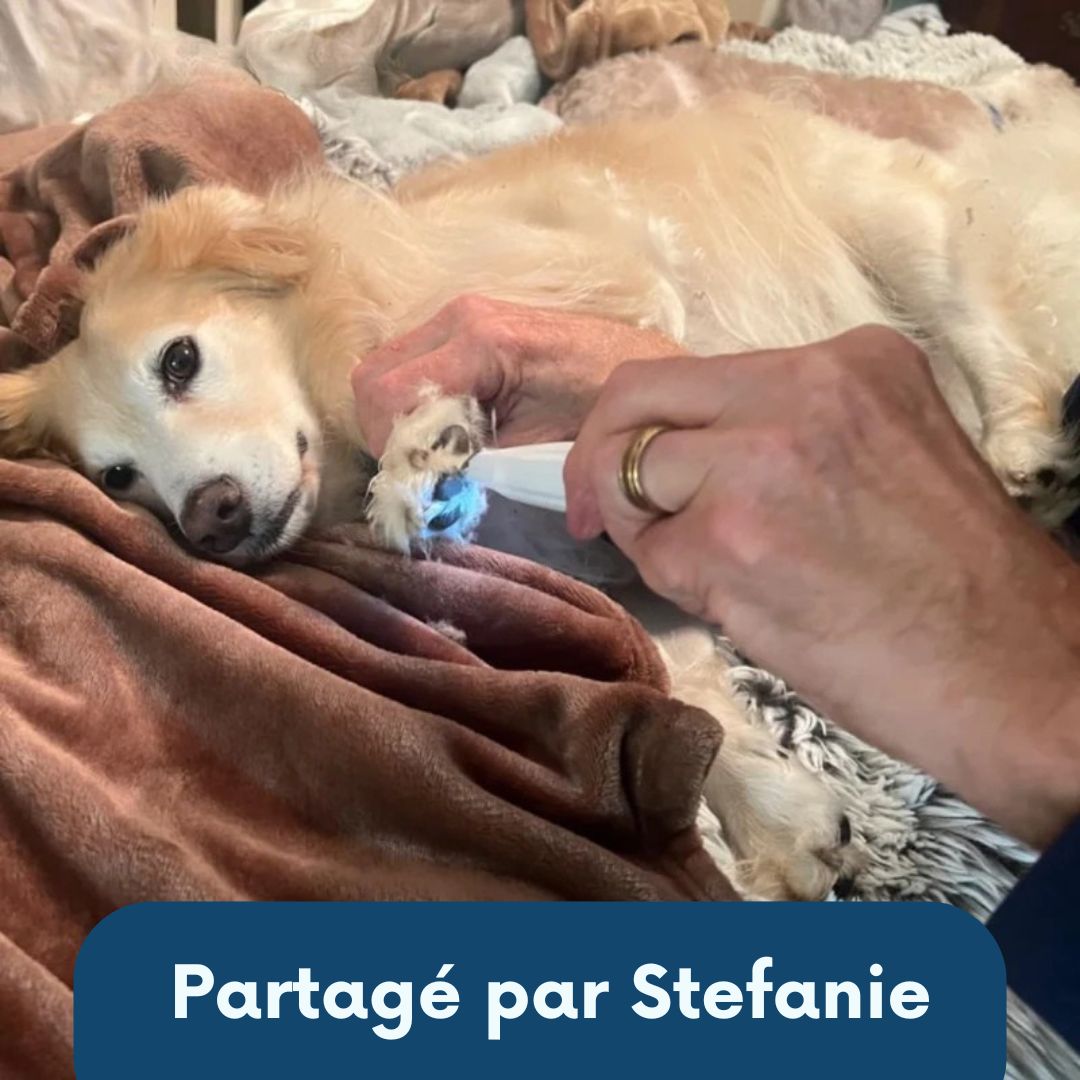 Tondeuse DoucePatte – Des coussinets nets, sans stress