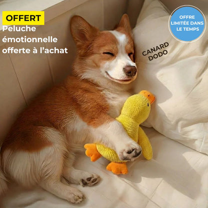 Gamelle anti-glouton pour chien – Des repas plus calmes, sans dégâts