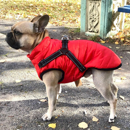 Manteau Hiver NordPaws – Protège ton chien avec style