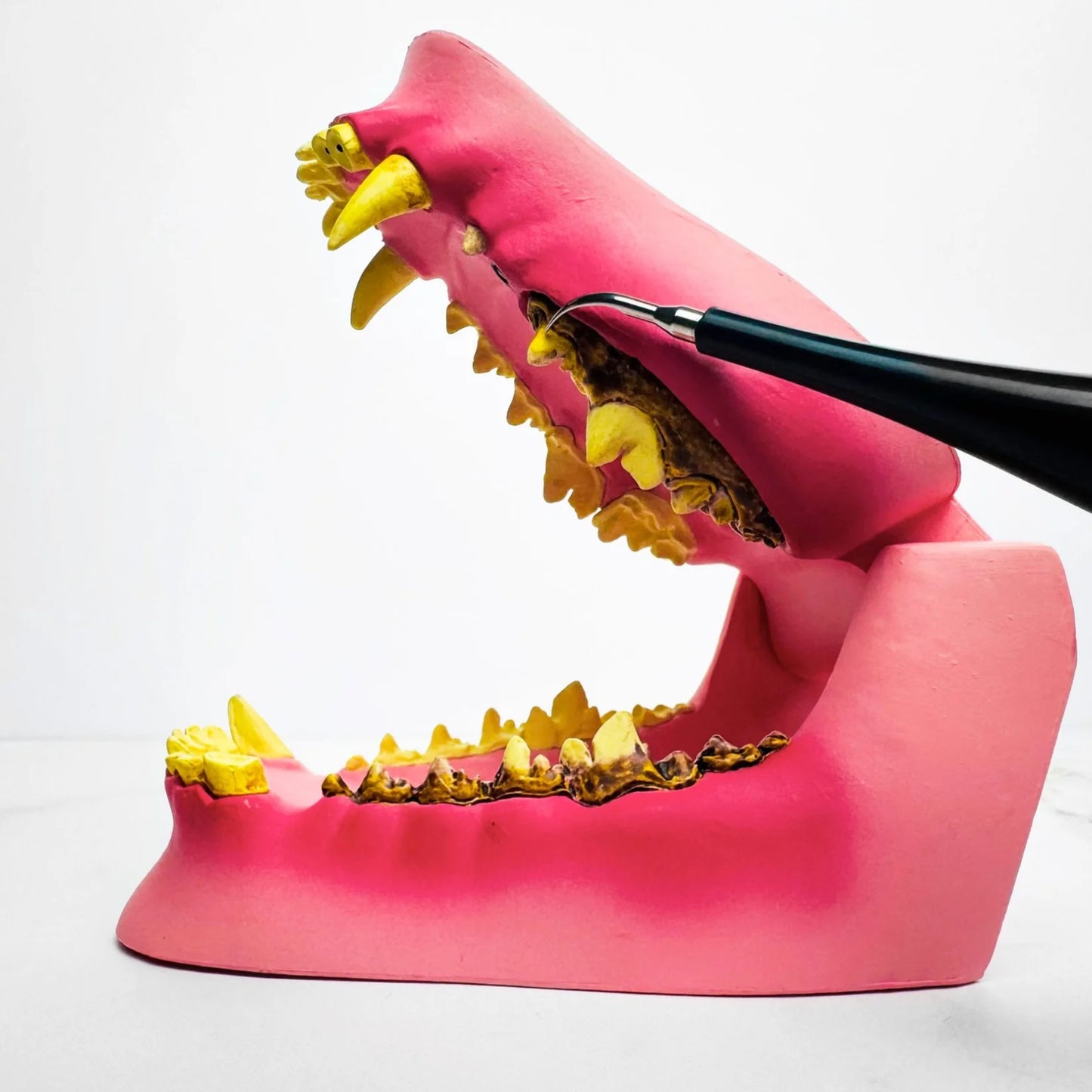 Kit Dentex – Offrez à votre chien un sourire éclatant, facilement !