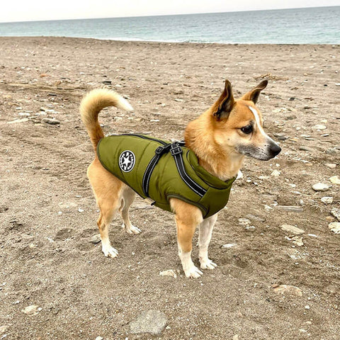 Manteau Hiver NordPaws – Protège ton chien avec style